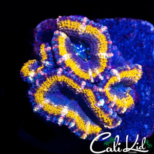 GOLD RIM ACAN QUAD