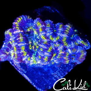 MAZE ACAN CHUNK