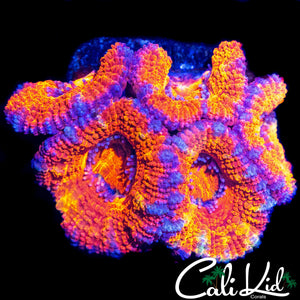 ULTRA RAINBOW ACAN MINI COLONY