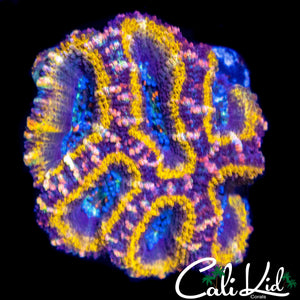 GOLD RING ACAN CHUNK
