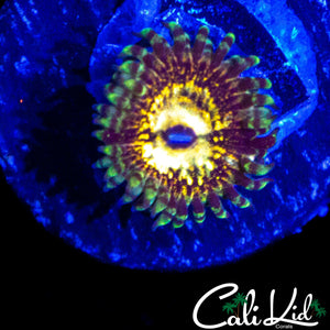CK UNRELEASED ZOA