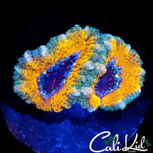 YELLOW ABYSS ACAN DOUBLE