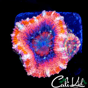 CANDY STRIPE ACAN DOUBLE