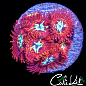 CK SPOTIFY ZOA MINI COLONY