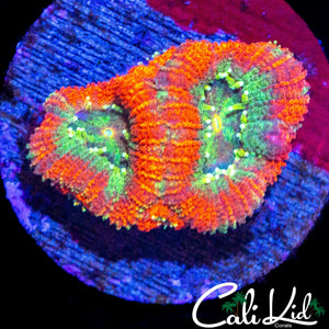 RARE ASIAN ACAN DOUBLE