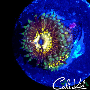 CK UNRELEASED ZOA