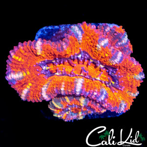 ULTRA ACAN TRIPLE