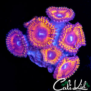 MAUL TYPE ZOA MINI COLONY