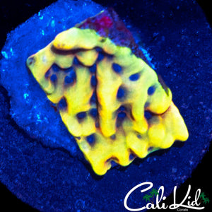 CK PEYOTE DREAMS MONTI