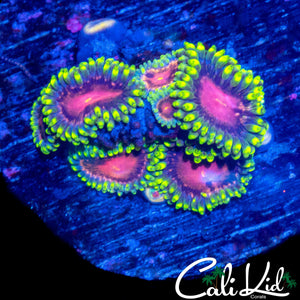 ASSORTED ZOA'S