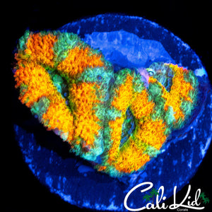 CK MANGO TANGO ACAN TRIPLE (SUPER BRIGHT)