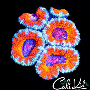 ORANGE PEEL ACAN MINI COLONY