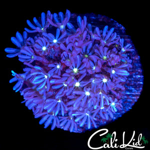 CLOVE POYLP COLONY