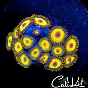RASTA ZOA MINI COLONY