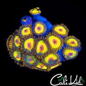 RASTA ZOA COLONY