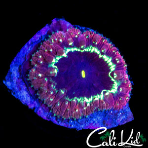 CK BLUE DEEP BLASTO