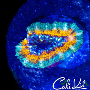 YELLOW ABYSS ACAN