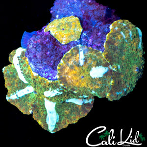 CK WHITE GHOST BOUNCE SHROOM ROCK