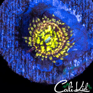 CK PINEAPPLE EXPRESS ZOA
