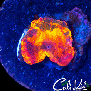 BONKERZ CANDY CRUSH MUSHROOM