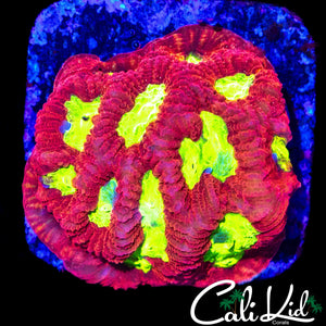 YELLOW EYE FAVIA