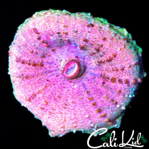 PINK PANTHER NEGLECTA SHROOM