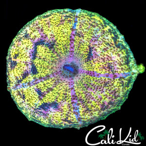 RAINBOW SPIRAL NEGLECTA SHROOM