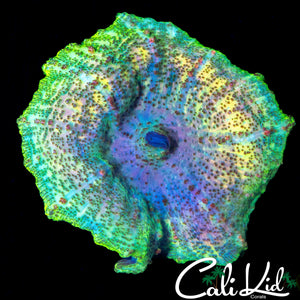 ULTRA SPECKLED NEGLECTA SHROOM