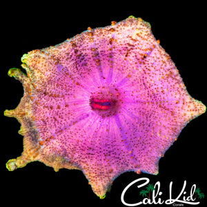 PINK & TAN NEGLECTA MUSHROOM