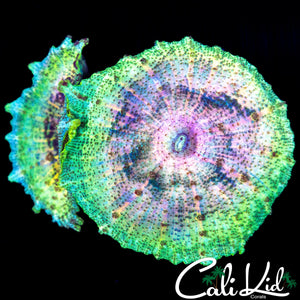 ULTRA RAINBOW NEGLECTA TRIPLE