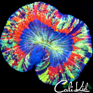 RAINBOW RIM TRACHY
