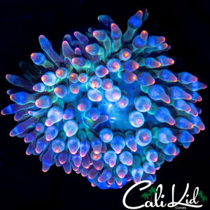 RARE INDO ANEMONE