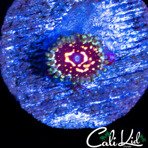 CK ULTIMATE PINK SPACE MONSTER ZOA