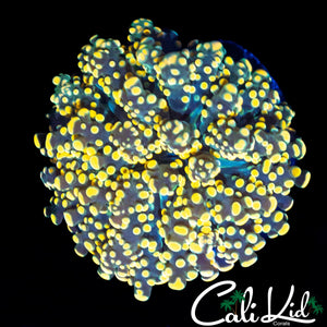 TRUE YELLOW BRANCHING OCTO