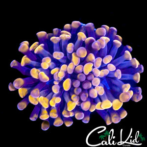 CK LAKERS HAMMER
