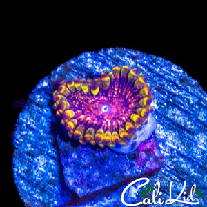 MYSTERY ZOA