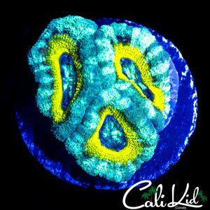 RARE ASIAN ACAN TRIPLE