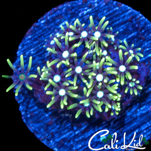 ULTRA CLOVES