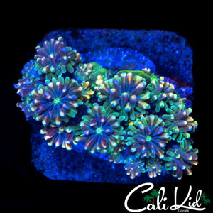 CK KALEIDOSCOPE GALAXIA