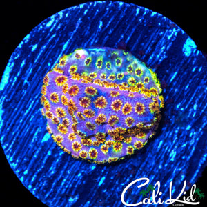 STUNNING RAINBOW CYPHASTREA