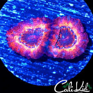 RAINBOW ACAN DOUBLE MORPH