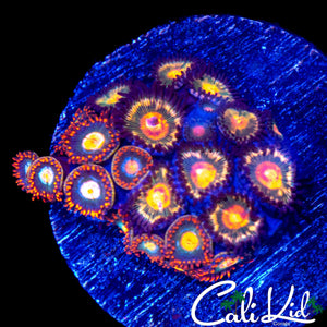 ASSORTED ZOAS