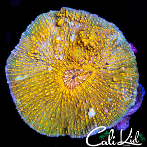 RARE CONVINCT TYPE CHALICE COLONY