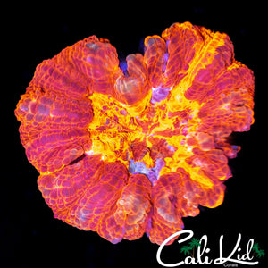 REHABILITATED BEAUTIFUL ACANTHO