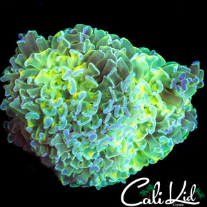 RARE TRI COLOR HYBRID HAMMER