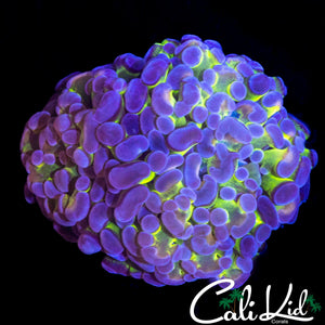 TRI COLOR BRANCHING HAMMER