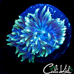 FLOWER PETAL DUNCAN DOUBLE