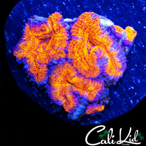 ULTRA ACAN TRIPLE