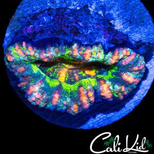 CRAZY RAINBOW BUTTON SCOLY