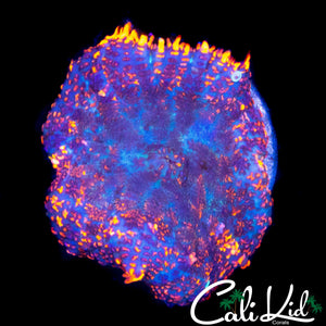 FLAME RIM RHODACTIS